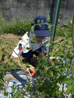 畑