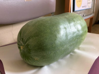 0910冬瓜